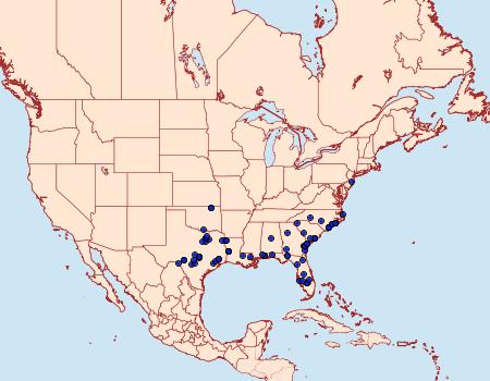 Distribution Data for Morrisonia mucens