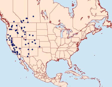 Distribution Data for Spaelotis bicava