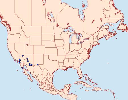 Distribution Data for Schinia oculata