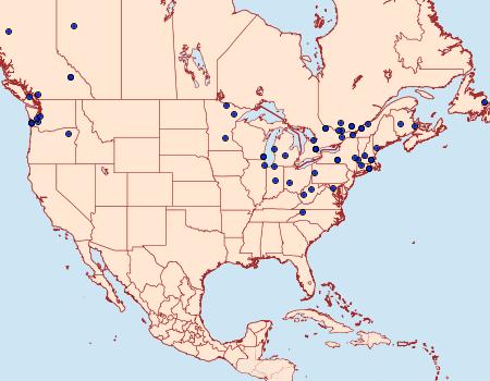 Distribution Data for Coleophora deauratella