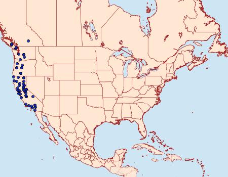 Distribution Data for Hesperumia latipennis