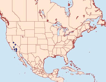 Distribution Data for Chesiadodes curvata