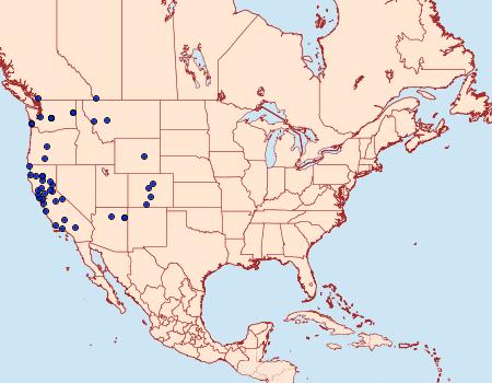 Distribution Data for Sicya crocearia