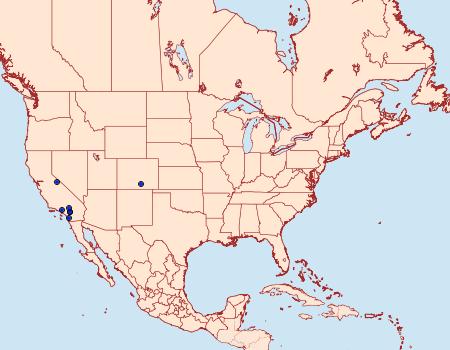 Distribution Data for Lithostege angelicata