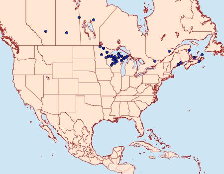 Distribution Data for Virbia lamae
