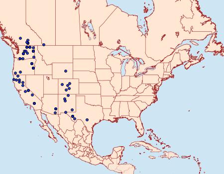 Distribution Data for Drasteria sabulosa