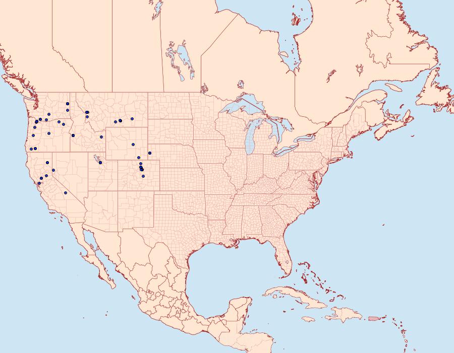 Distribution Data for Hecatera dysodea