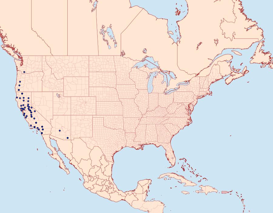 Distribution Data for Perigonica angulata
