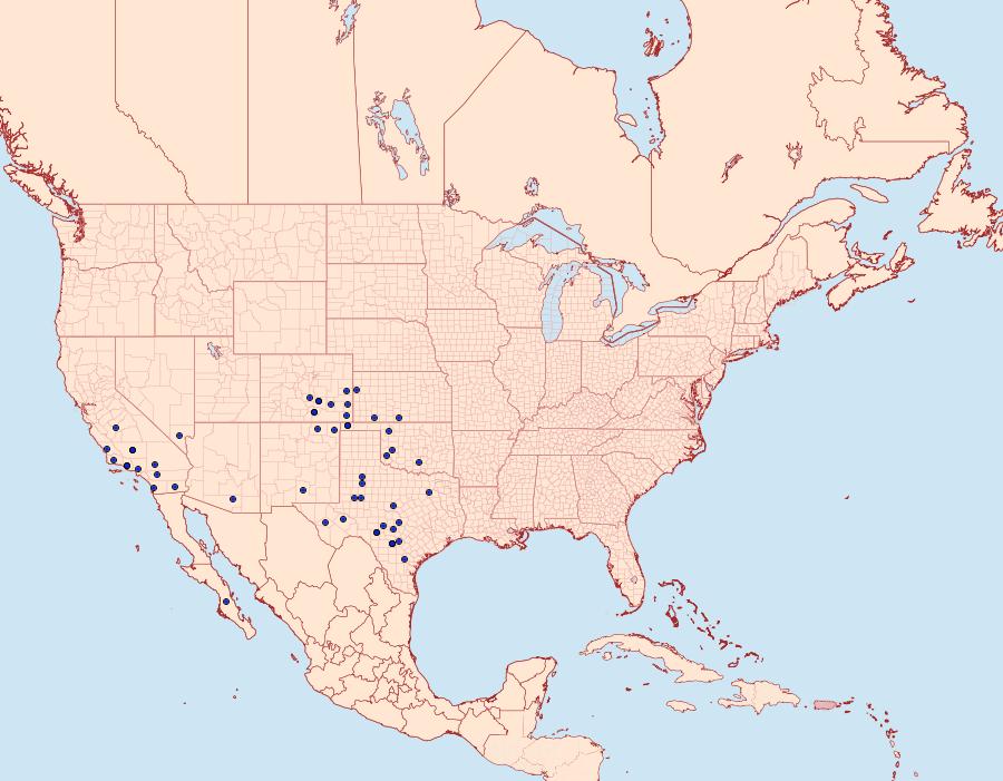 Distribution Data for Schinia cupes