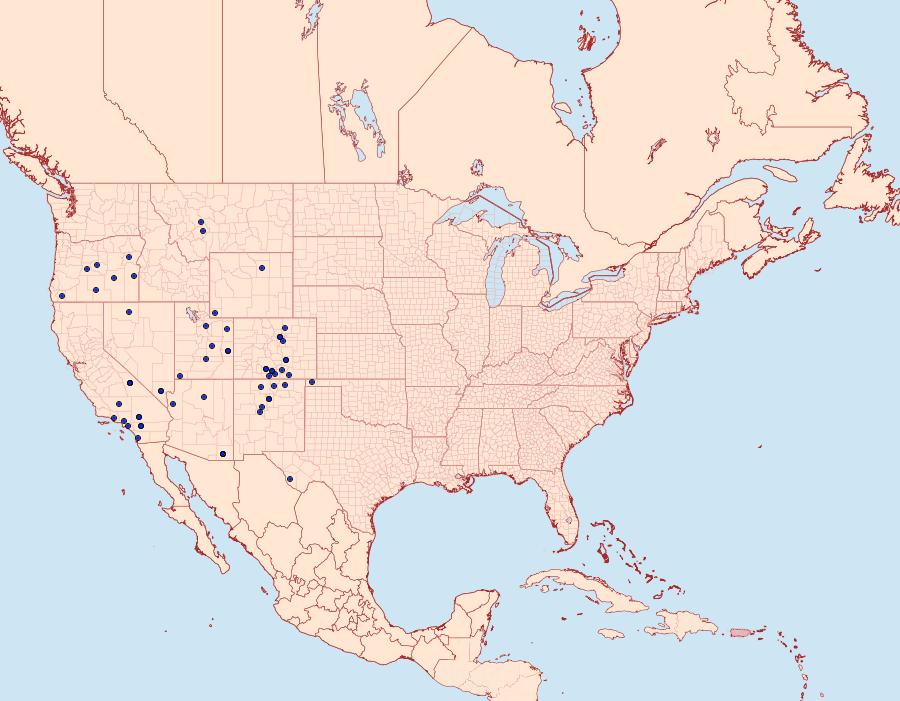 Distribution Data for Schinia albafascia