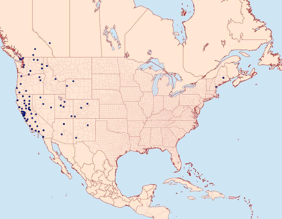 Distribution Data for Chionodes braunella