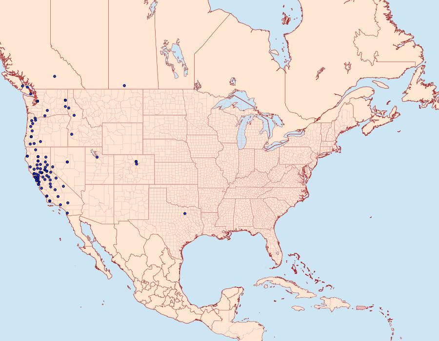 Distribution Data for Synanthedon bibionipennis