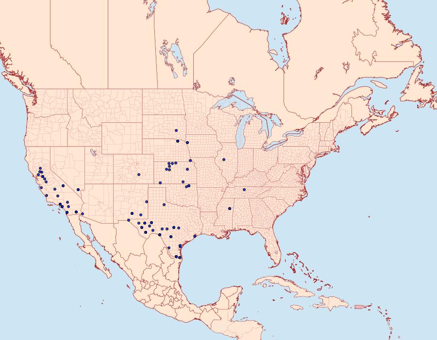 Distribution Data for Conchylodes octonalis