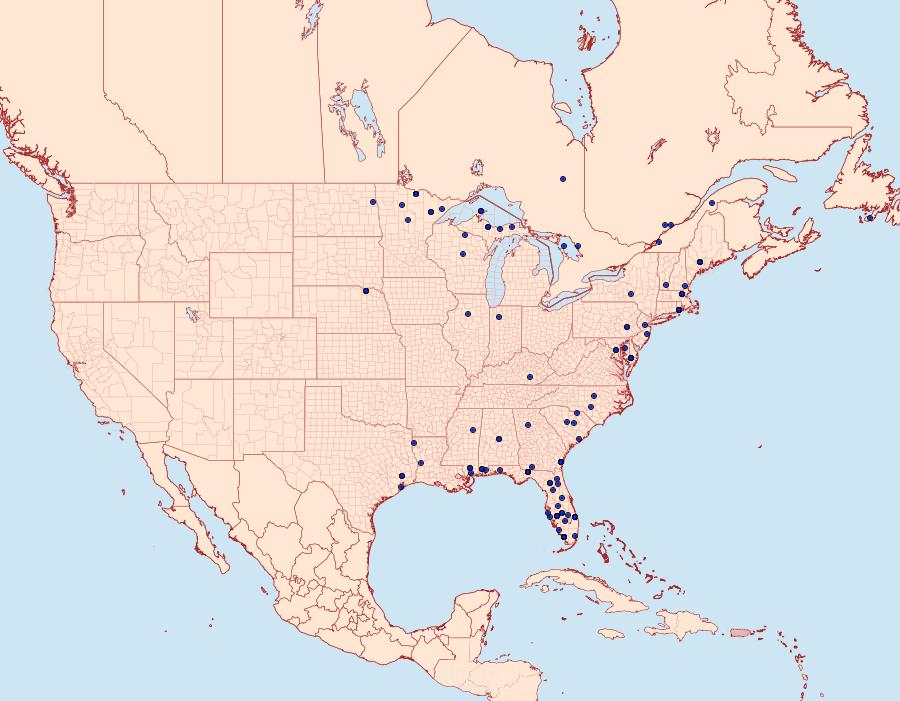 Distribution Data for Raphiptera argillaceellus