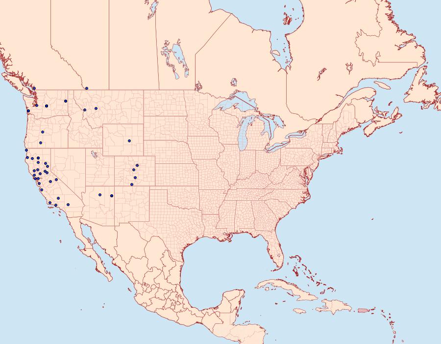 Distribution Data for Sicya crocearia