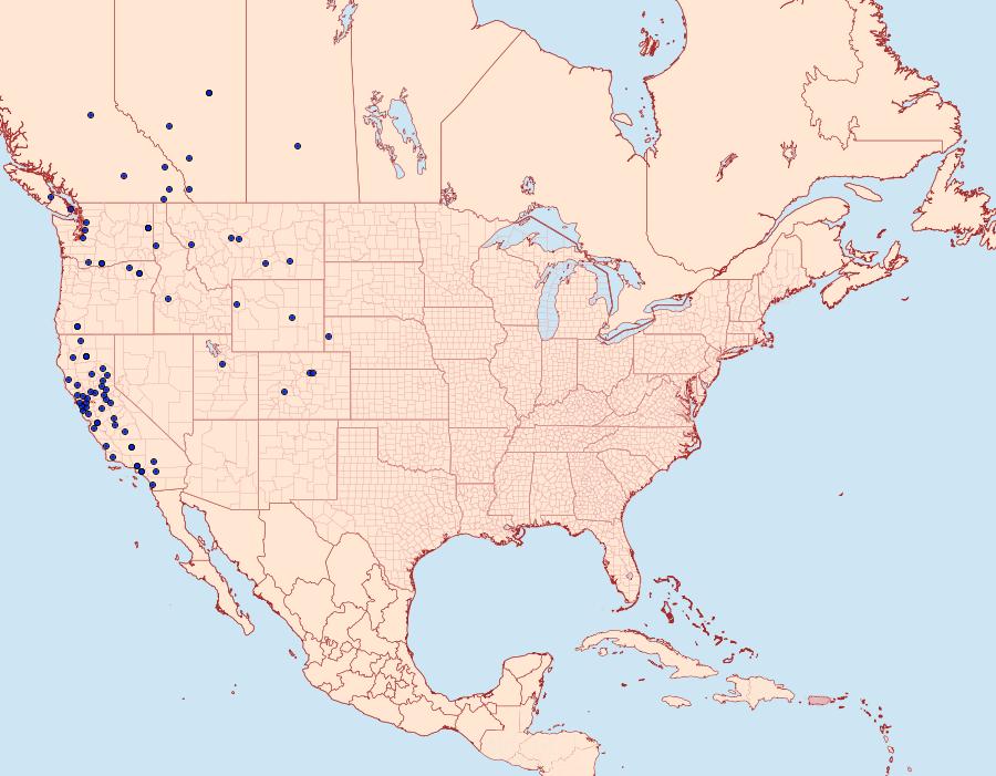 Distribution Data for Epirrhoe plebeculata