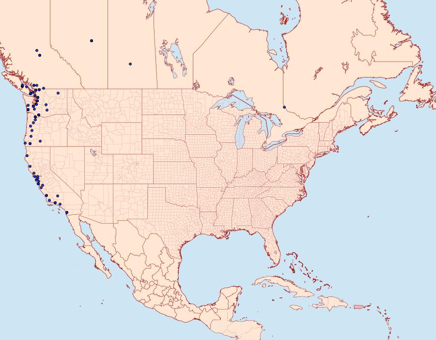 Distribution Data for Hypena californica