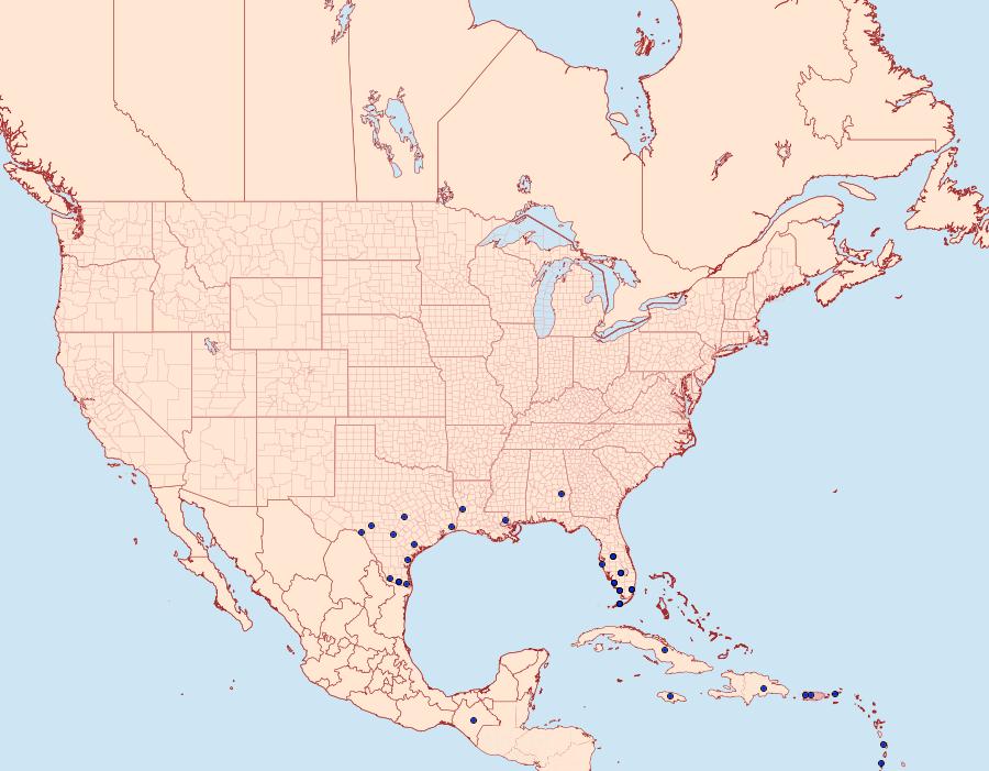 Distribution Data for Melipotis famelica