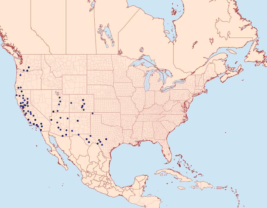 Distribution Data for Catocala verrilliana