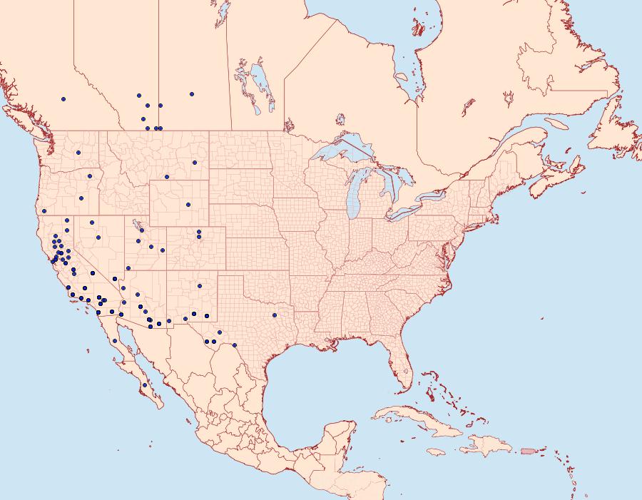 Distribution Data for Ponometia elegantula