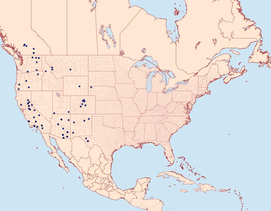 Distribution Data for Panthea gigantea