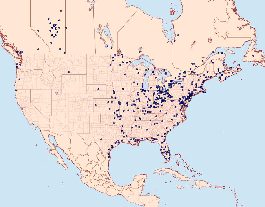 Distribution Data for Acronicta oblinita