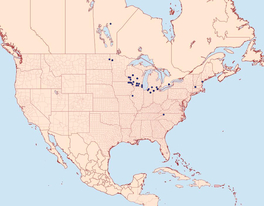 Distribution Data for Papaipema cerina