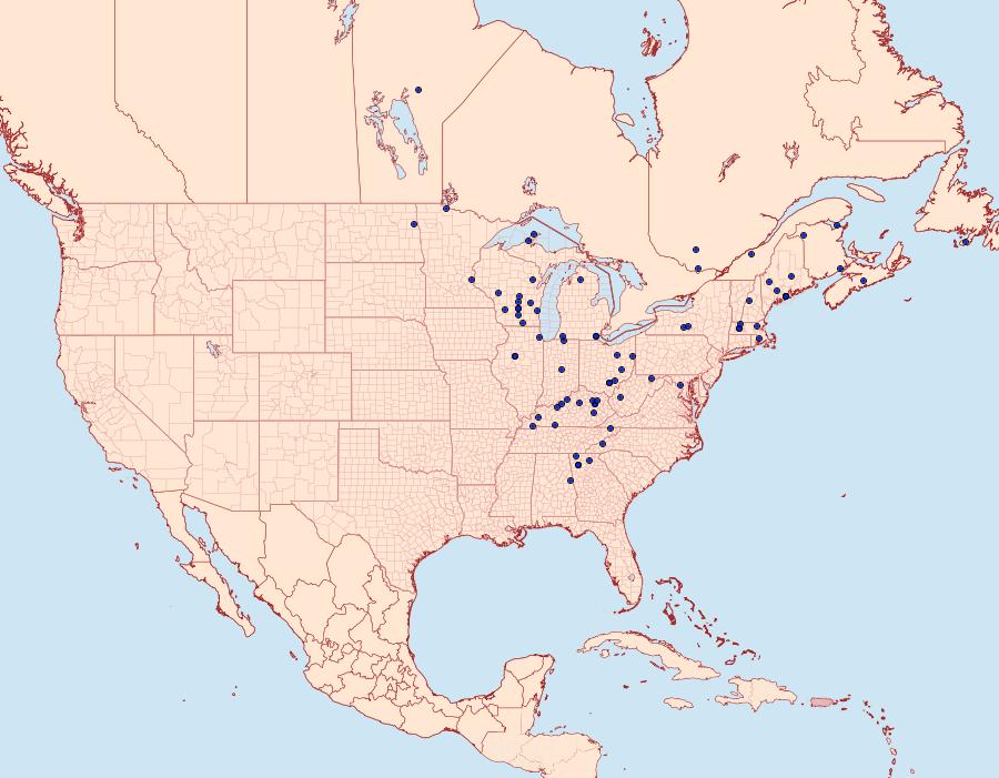 Distribution Data for Papaipema eupatorii