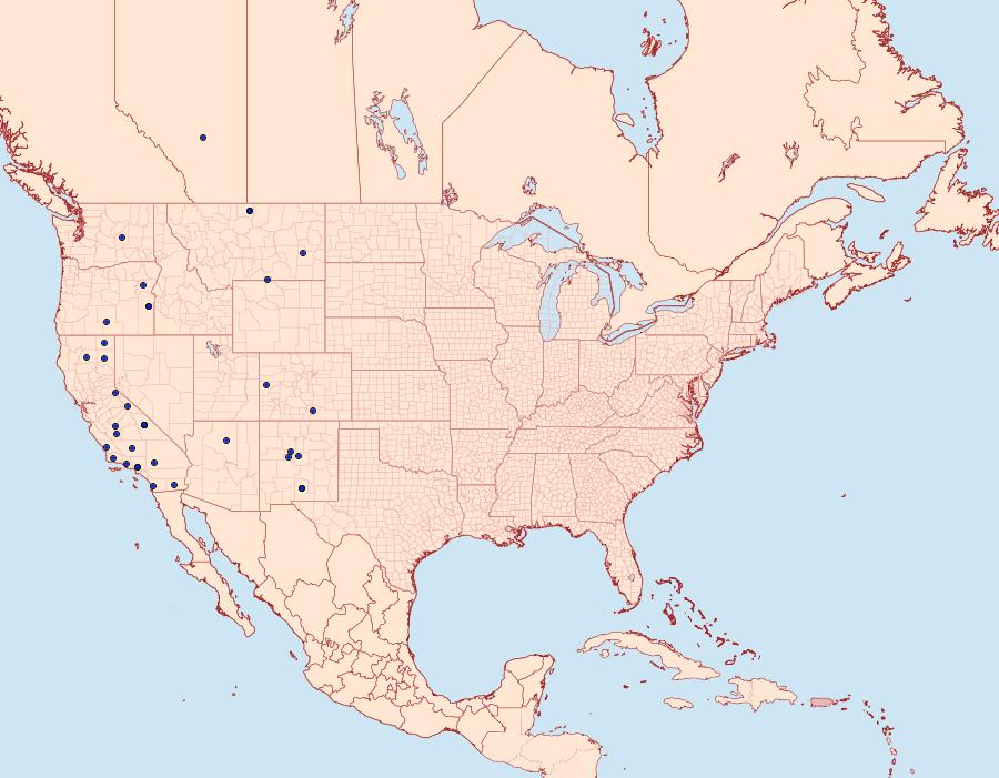 Distribution Data for Rhizagrotis cloanthoides