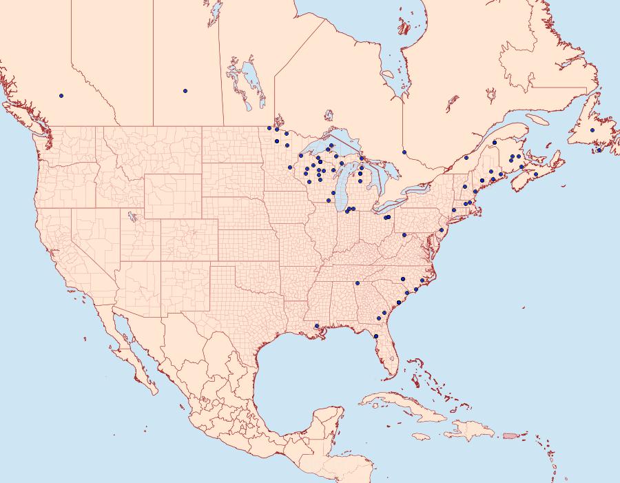 Distribution Data for Epiglaea apiata