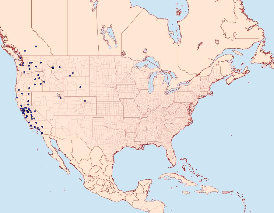 Distribution Data for Agrochola purpurea