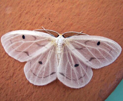 Moth Photographers Group -- Aaron Cavosie - Puerto Rico Moths ...