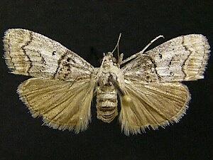 Moth Photographers Group -- Archbold Biological Station Moths 01