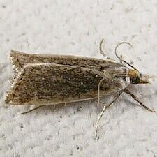 Moth Photographers Group -- Archbold Biological Station Moths 04