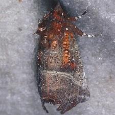 Moth Photographers Group -- Wisconsin Cave Moths
