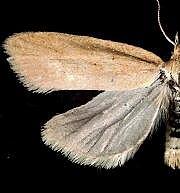 Moth Photographers Group -- Eric LaGasa's Moths 05