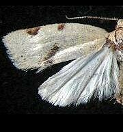 Moth Photographers Group -- Eric LaGasa's Moths 05