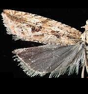 Moth Photographers Group -- Eric LaGasa's Moths 03