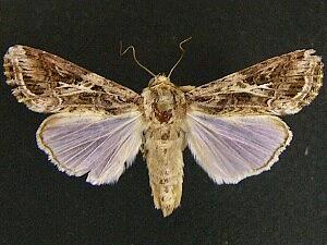 Spodoptera latifascia