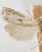 Microcrambus kimballi