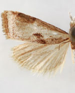 Microcrambus croesus