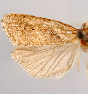 Phtheochroa cartwrightana