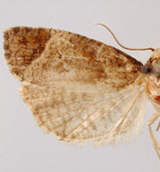 Phtheochroa terminana