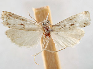 Microcrambus kimballi
