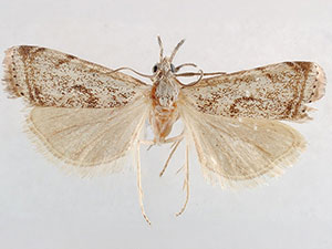 Microcrambus matheri