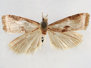 Microcrambus croesus