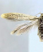 Coleophora littorella