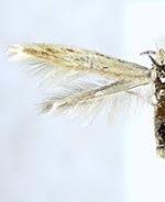 Coleophora sexdentatella