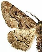 Phaeoura utahensis