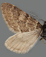 Tescalsia minata